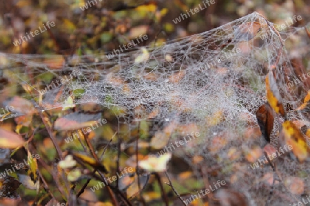 Herbstspinnennetz