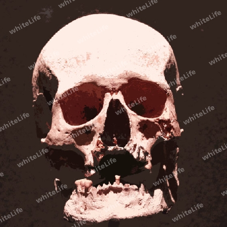Skull 013