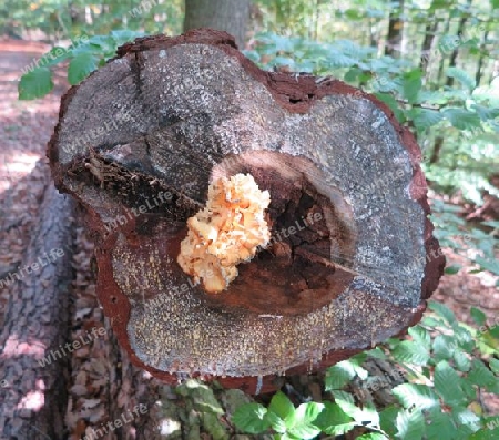 Baumpilz auf harzigem Kiefernstumpf - Bracket fungi on rosiny pine trunk