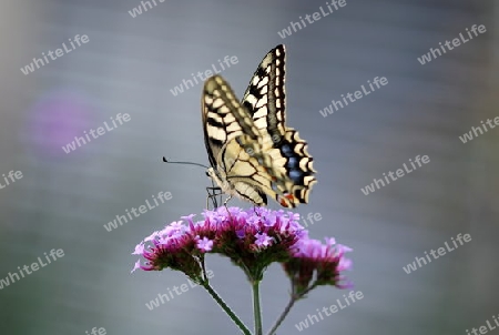 Schmetterling Shwalbenschwanz