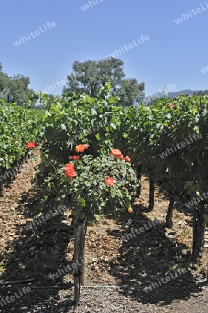 Blick auf die Weinreben  der Robert Mondavi Winery, Napa Valley, Kalifornien, USA
