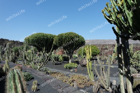 Kaktusgarten auf Lanzarote