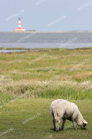 Westerhever Leuchtturm mit Schafe