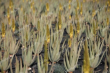 a Aloe Vera Plantation on the Island Fuerteventura on the Canary island of Spain in the Atlantic Ocean.