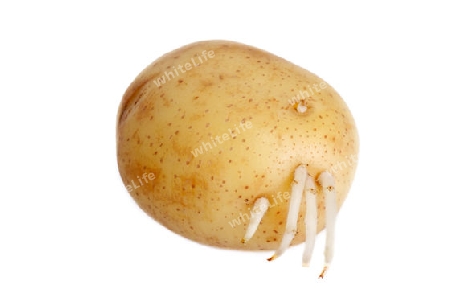 Kartoffel auf hellem Hintergrund