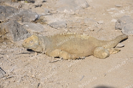 Drusenkopf (Conolophus subcristatus),Galapagos Landleguan , Unterart der Insel Santa Fe, Galapagos, Unesco Welterbe,  Ecuador, Suedamerika