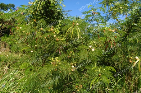 Wei?k?pfchen-Akazie - Leucaena leucocephala