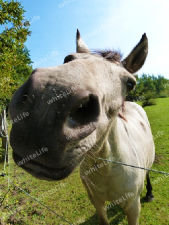 Horse in Close-up on a green meadow - Pferd in Nahaufnahme auf einer gr?nen Wiese