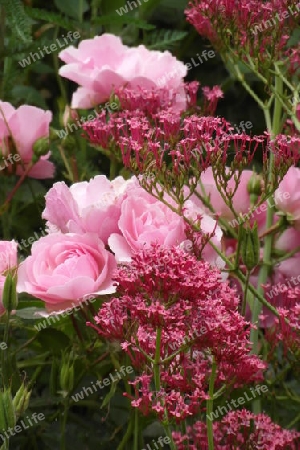 Rose und Seidenblume