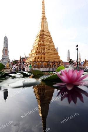 Eine Lotusblume im Wat Phra Keo im Tempelgelaende beim Koenigspalast im Historischen Zentrum der Hauptstadt Bangkok in Thailand. 
