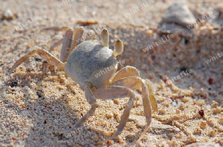 Krabbe 