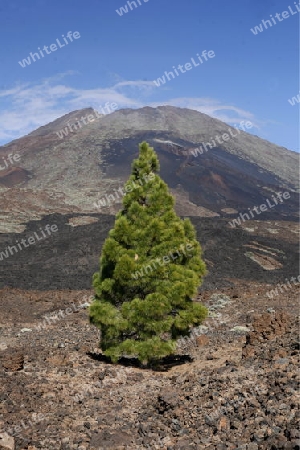 The Volcano Teide on the Island of Tenerife on the Islands of Canary Islands of Spain in the Atlantic.  