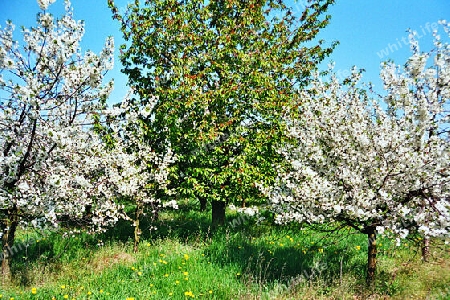 Apfelblüte in Werder/Havel