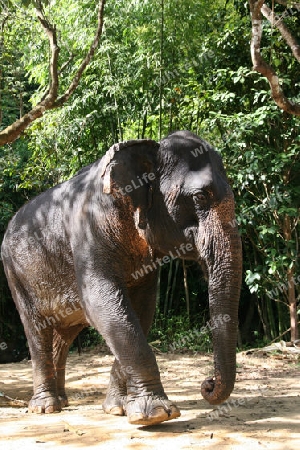 asiatischer Elefant