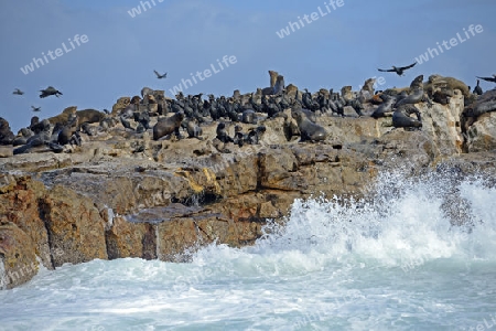  Seel?wen (Arctocephalus pusillus) und Kap Kormoran (Phalacrocorax capensis) auf Seal Island, False Bay, Simons Town bei Kapstadt, West Kap, Western Cape, S?dafrika, Afrika