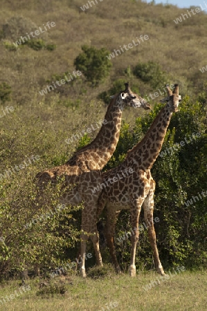 Spaziergang der Giraffen