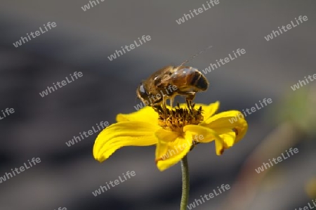 Honeybee / Honigbiene