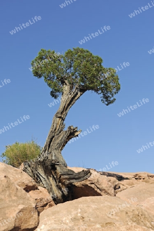 Utah Wacholder, Juniperus osteopserma,  waechst im Gestein, Grand Canyon, Arizona, USA