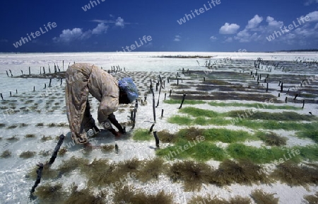 Eine Frau bei der Ernte von Seegrass in einer Seegrass Plantage bei Bwejuu an der Ostkueste der Insel Sansibar im Indischen Ozean in Tansania in Ostafrika.