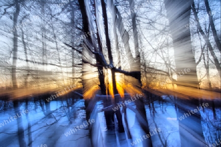 Sunset in the Winter Forest