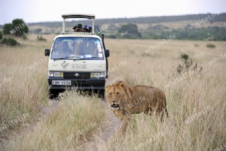 L?we (Panthera leo), M?nnchen, im Hintergrund Safariwagen,  Masai Mara National Reserve, Kenia, Ostafrika, Afrika