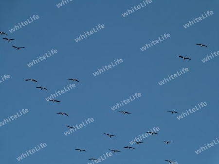 Some flying wild geese under a blue sky - Ein paar Wildg?nse unter blauem Himmel
