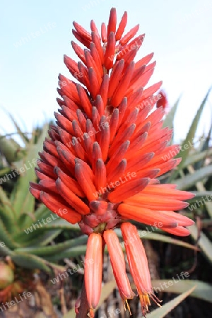 Aloe Vera Blüte