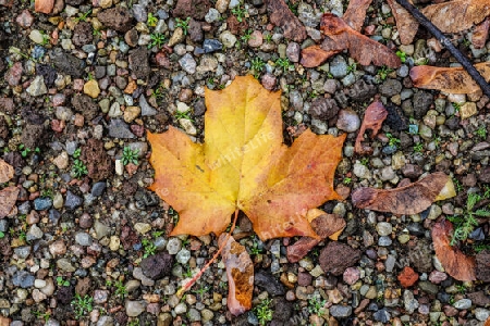 Colorful autumn leaves for backgrounds or textures