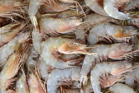 Frische Shrimps in einem Restaurant an der Rawai Beach auf der Insel Phuket im sueden von Thailand in Suedostasien.