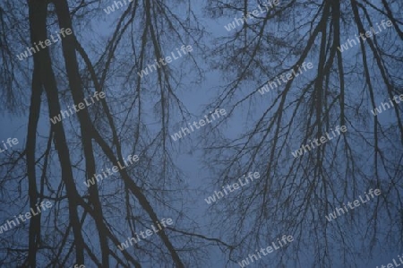 tree reflections