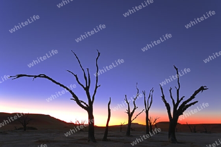 Kameldornbaeume (Acacia erioloba), auch Kameldorn oder Kameldornakazie als Silhouette bei Sonnenuntergang,  Namib Naukluft Nationalpark, Deadvlei, Dead Vlei, Sossusvlei, Namibia, Afrika
