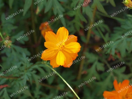 orange Blume im Garten