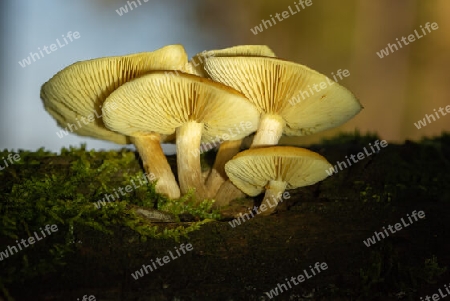 Pilze auf einem morschen Baumstamm