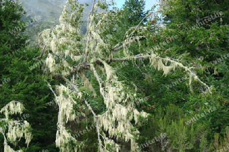 Bartflechten auf einem Baum, Madeira