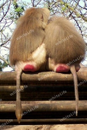 Paviane - Affenliebe