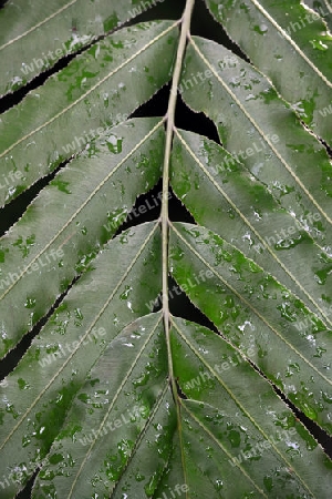 Blatt mit Tautropfen, Palmfarn (Stenochlaena tenuifolia), S?dafrika