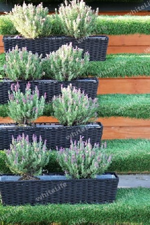 Gartentreppe mit Lavendel