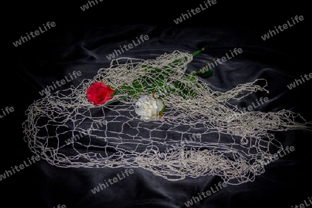 Rosen mit Netz