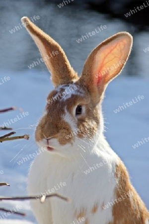 Kaninchen - Rabbit