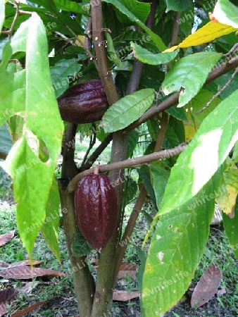 Kakaofrucht, Dominikanische Republik