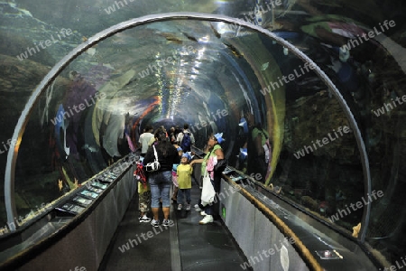 Besucher in einem Aquarientunnel im "Aquarium by the Bay" San Francisco, Kalifornien, USA