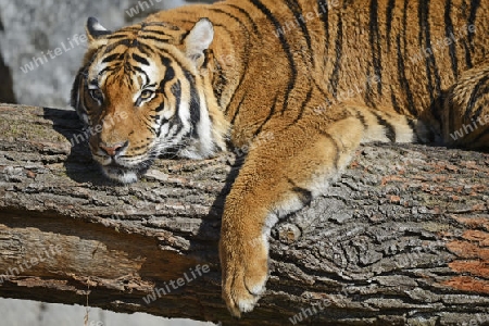 Hinterindischer oder Indochina Tiger (Panthera tigris corbetti) Muttertier ruht auf Baumstamm, Tierpark Berlin, Deutschland, Europa