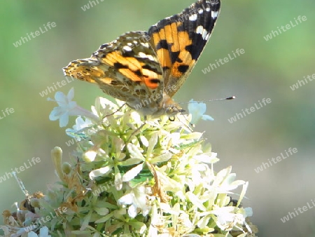 Butterfly  - Distelfalter 2