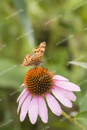 butterfly over echinacea
