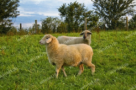 Schaf, Wiese , 2, Familie