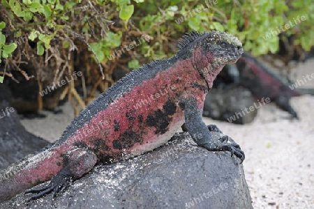 Meerechsen (Amblyrhynchus cristatus), Unterart der Insel Espanola,  Galapagos, Unesco Welterbe, Ecuador, Suedamerika