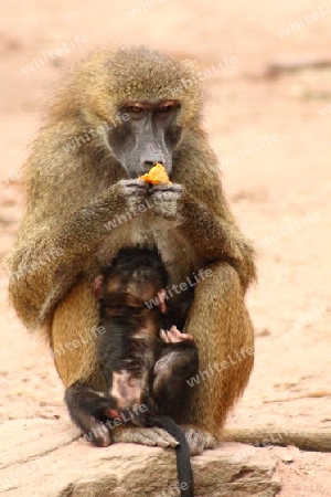 Affe mit Baby
