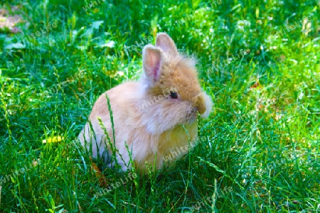 Ein Kaninchen auf der  Wiese