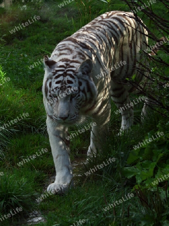 schleichender Weisser Tiger