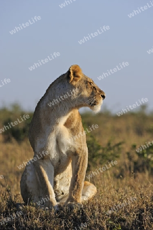 L?we (Panthera leo), Weibchen, haelt Ausschau im Morgenlicht,  Masai Mara National Reserve, Kenia, Ostafrika, Afrika